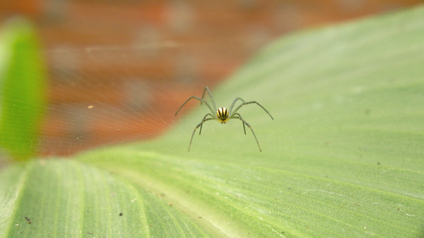 arachnid