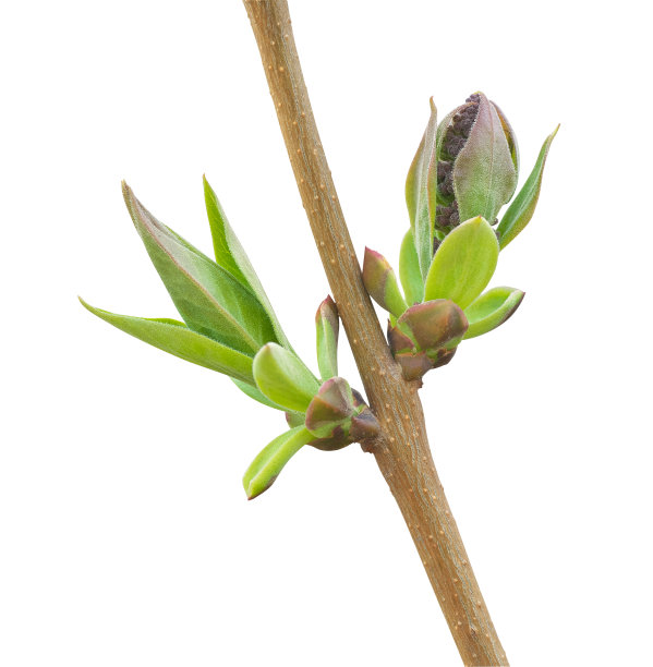 twig