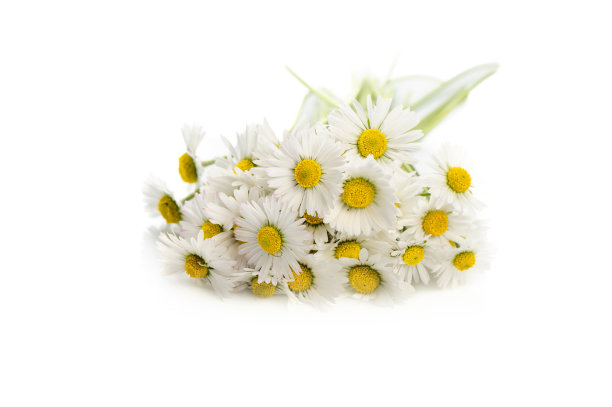 camomiles