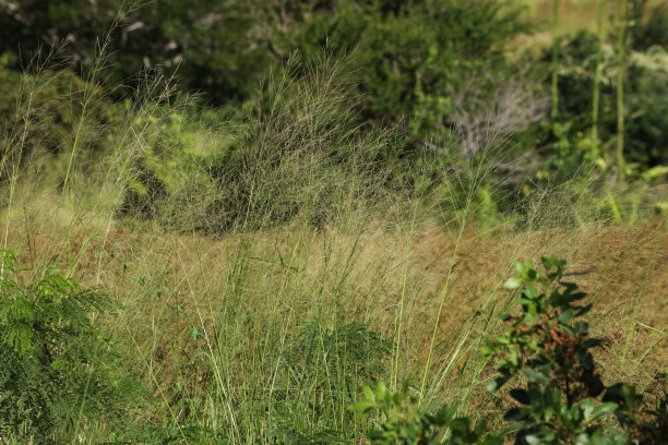 bushveld