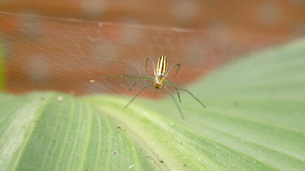 arachnid