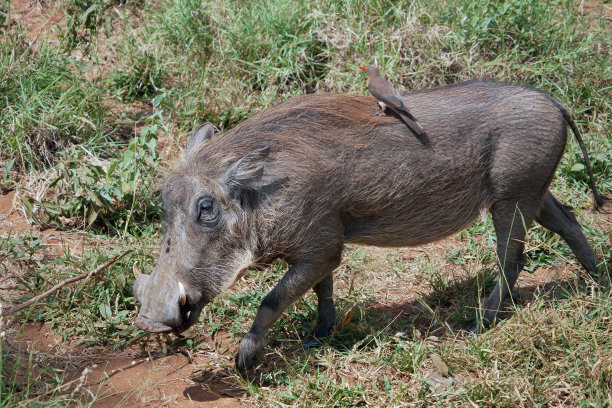 phacochoerus