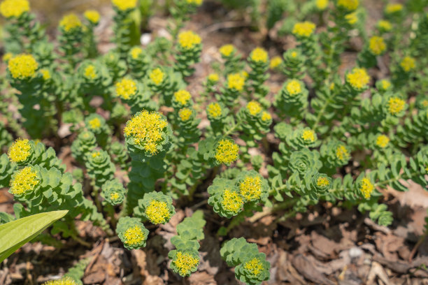 rhodiola
