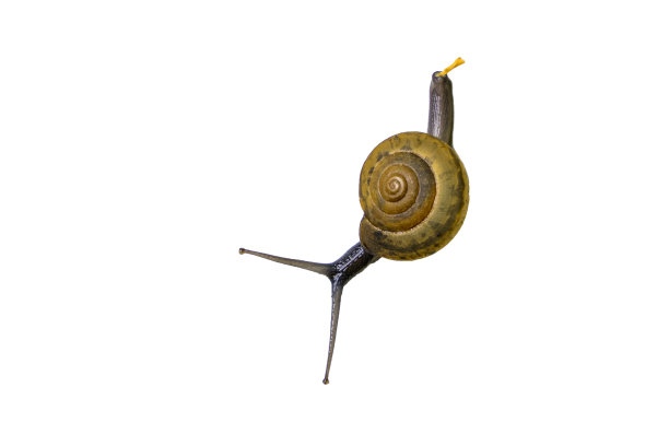 无脊椎动物标志