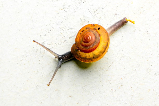 无脊椎动物标志