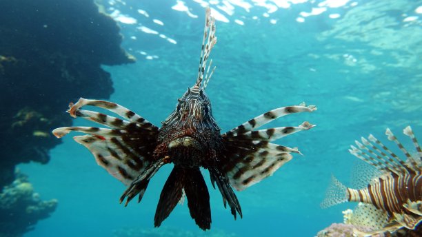 lionfish