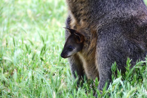 pouch