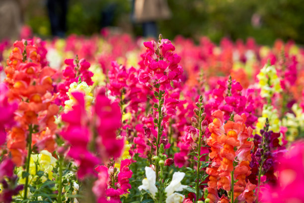 snapdragon