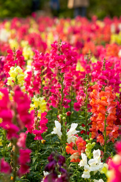 snapdragon