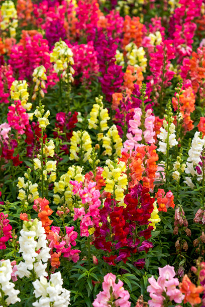 snapdragon