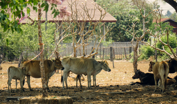 pakse