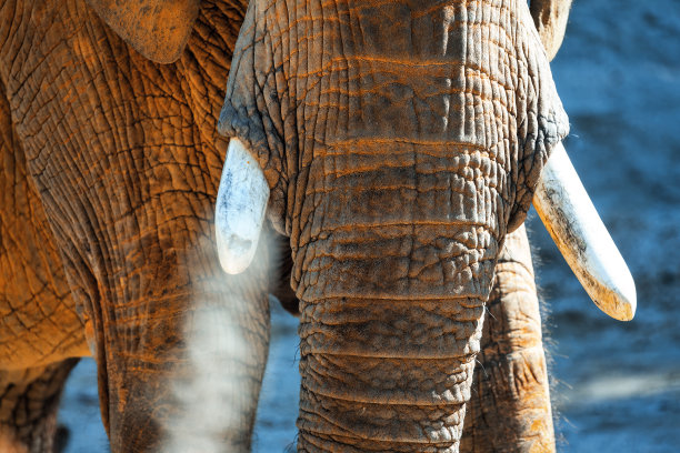 ivory