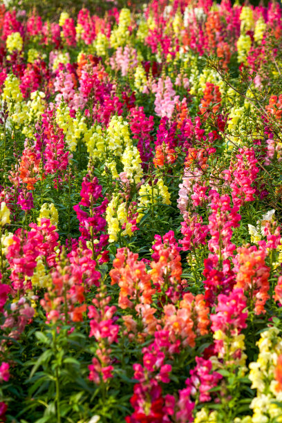 snapdragon