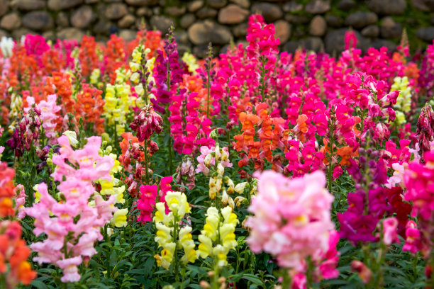 snapdragon