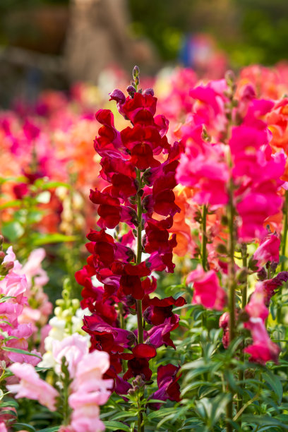 snapdragon