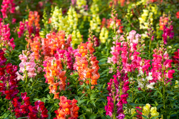 snapdragon