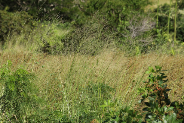 bushveld