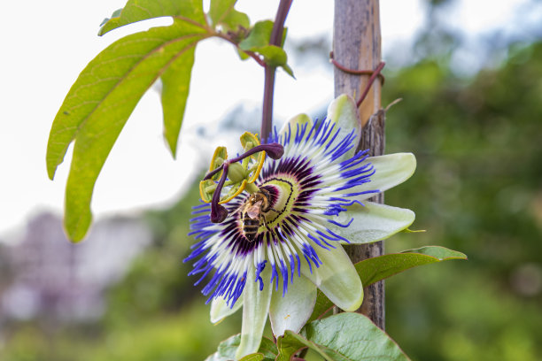 passiflora