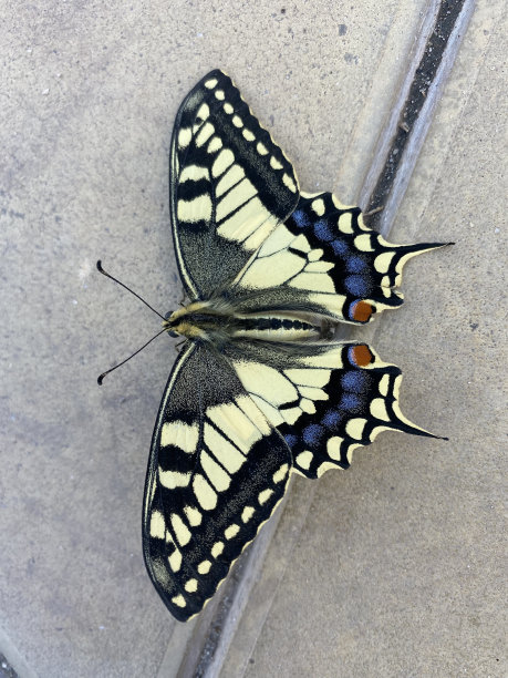 danaus