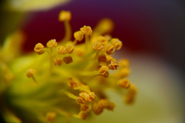 stamens