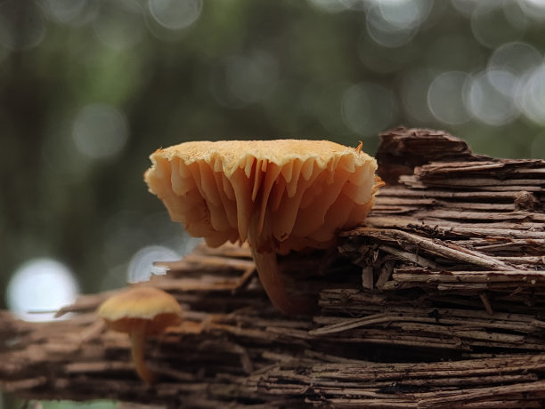 gills