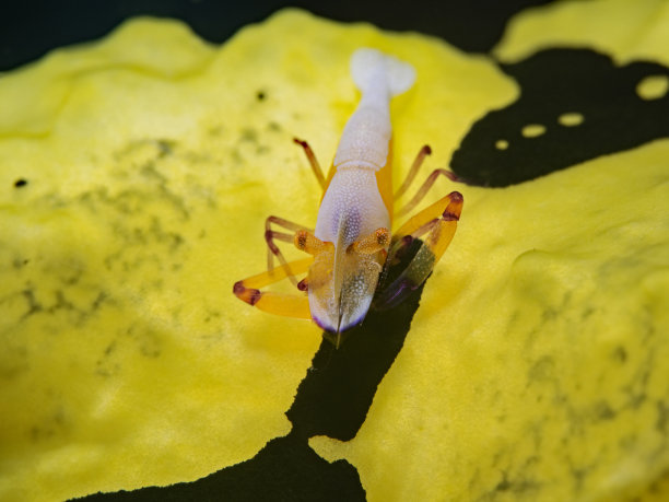 海洋 虾 鱼 生物