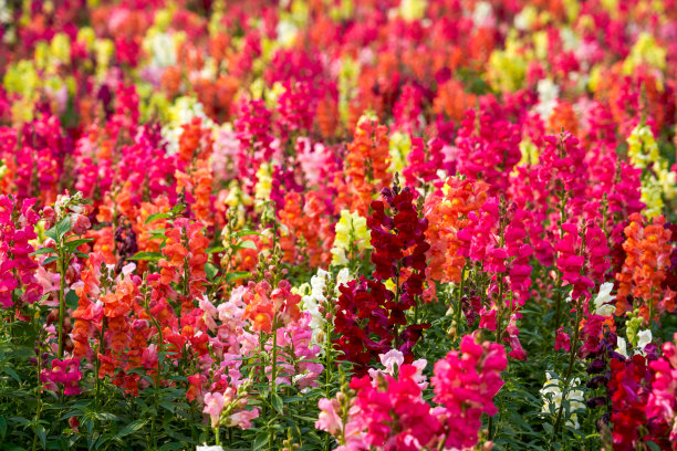 snapdragon