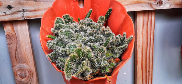 cholla