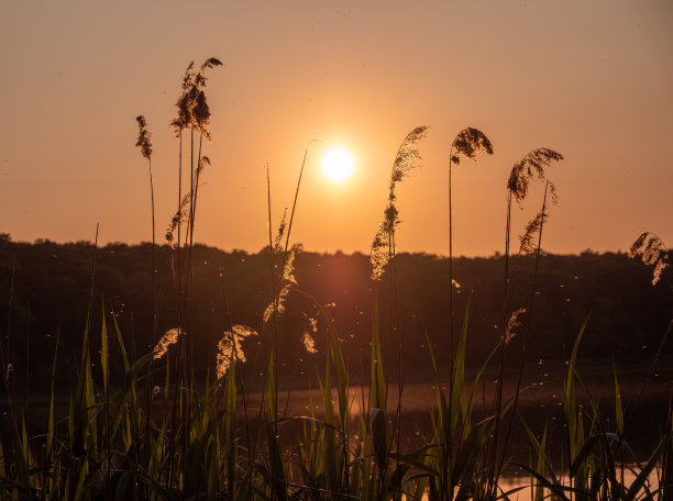 夕阳芦苇丛