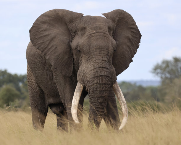 pachyderm