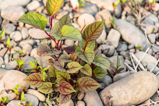 polygonum