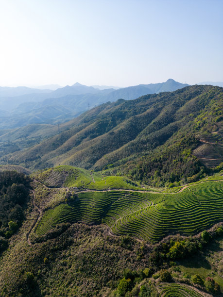 植树节 中式 山水