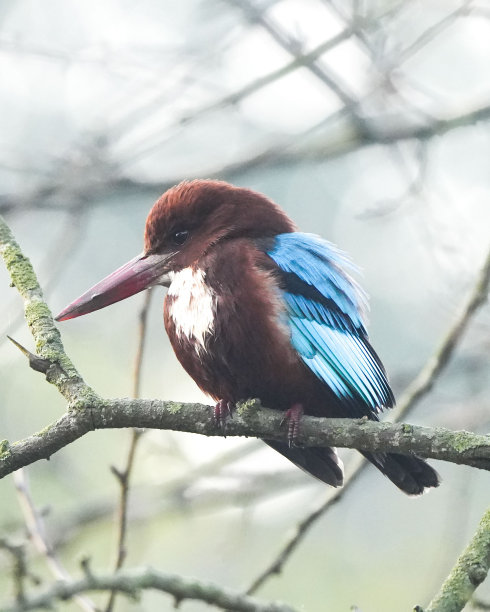 perched
