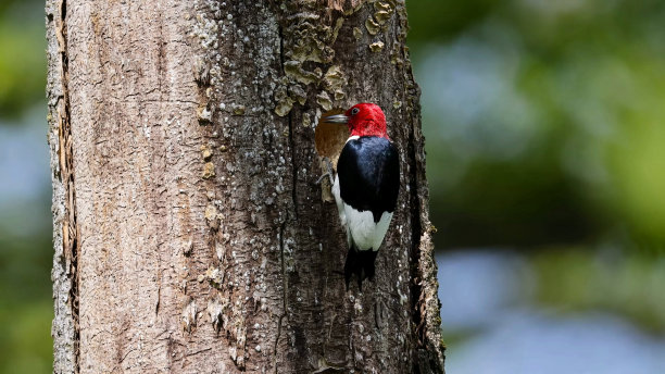 perched