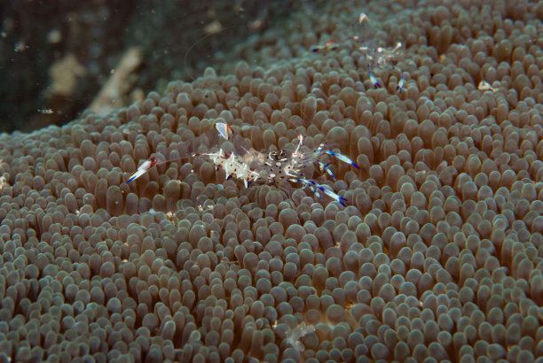 海洋 虾 鱼 生物