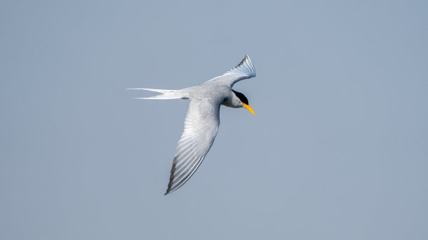 小tern