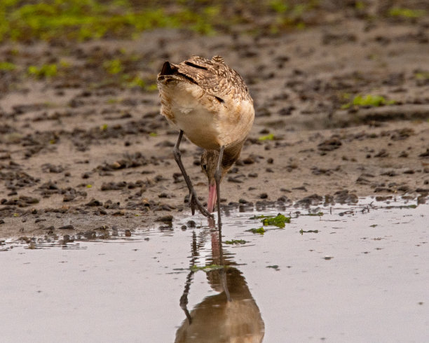 limosa