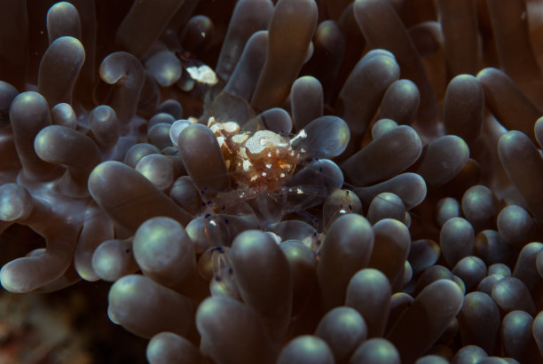 海洋 虾 鱼 生物