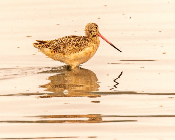 limosa
