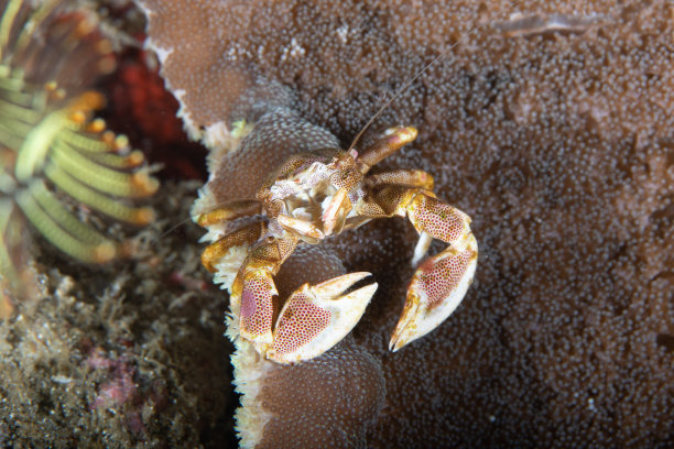 crustacean
