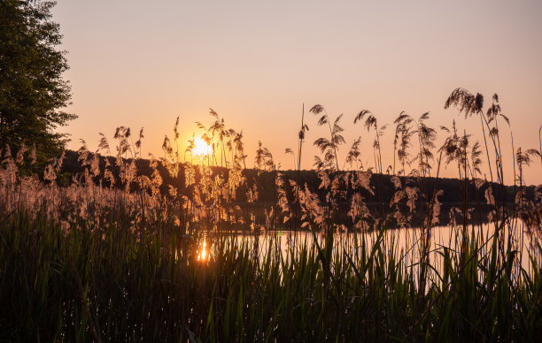 夕阳芦苇丛