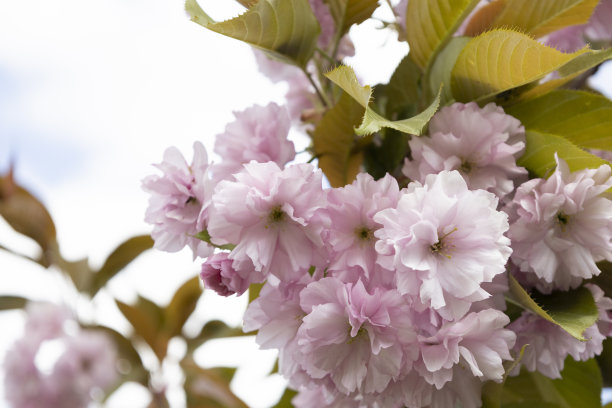 sakura