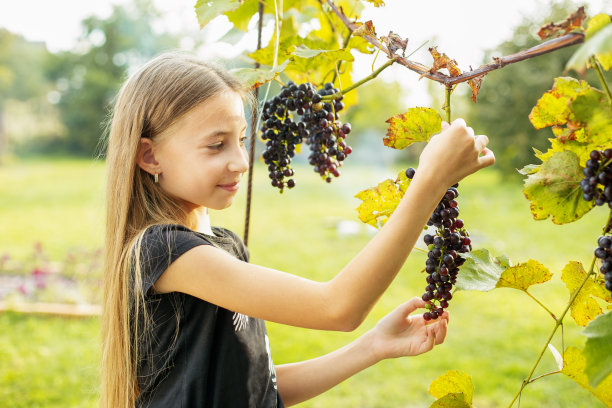 摘葡萄的少女