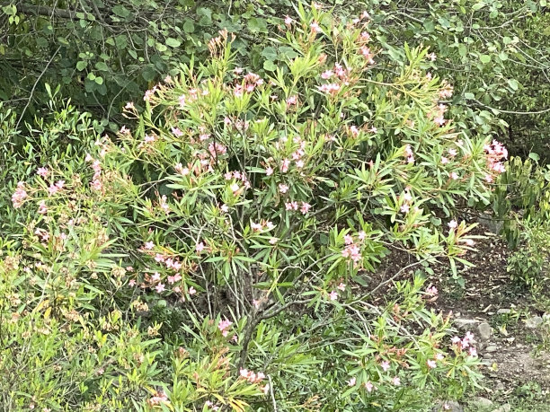 绿色植物春天的原野