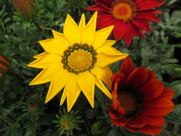 gazania