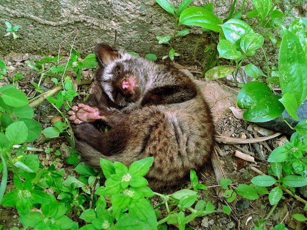 civet
