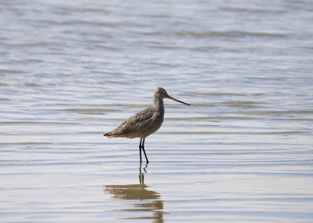 limosa