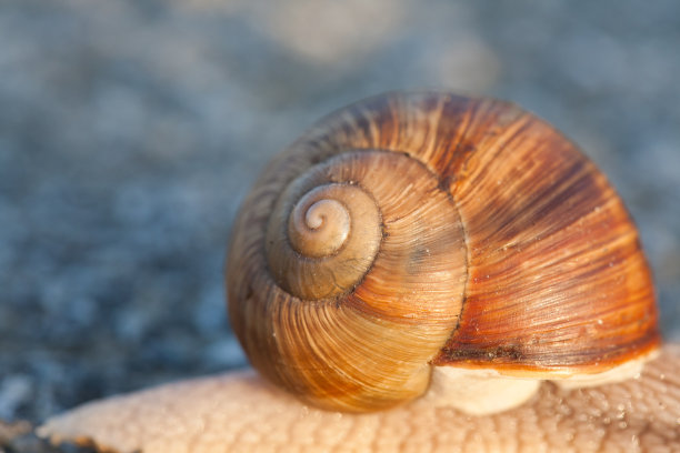 mollusk