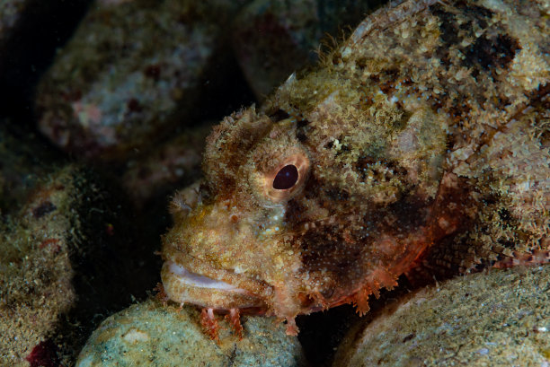 pterois