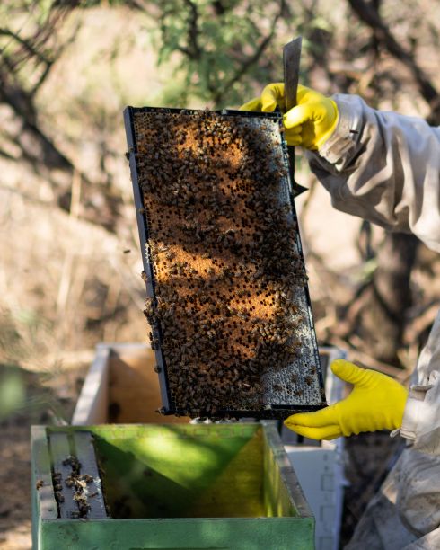 beekeeper